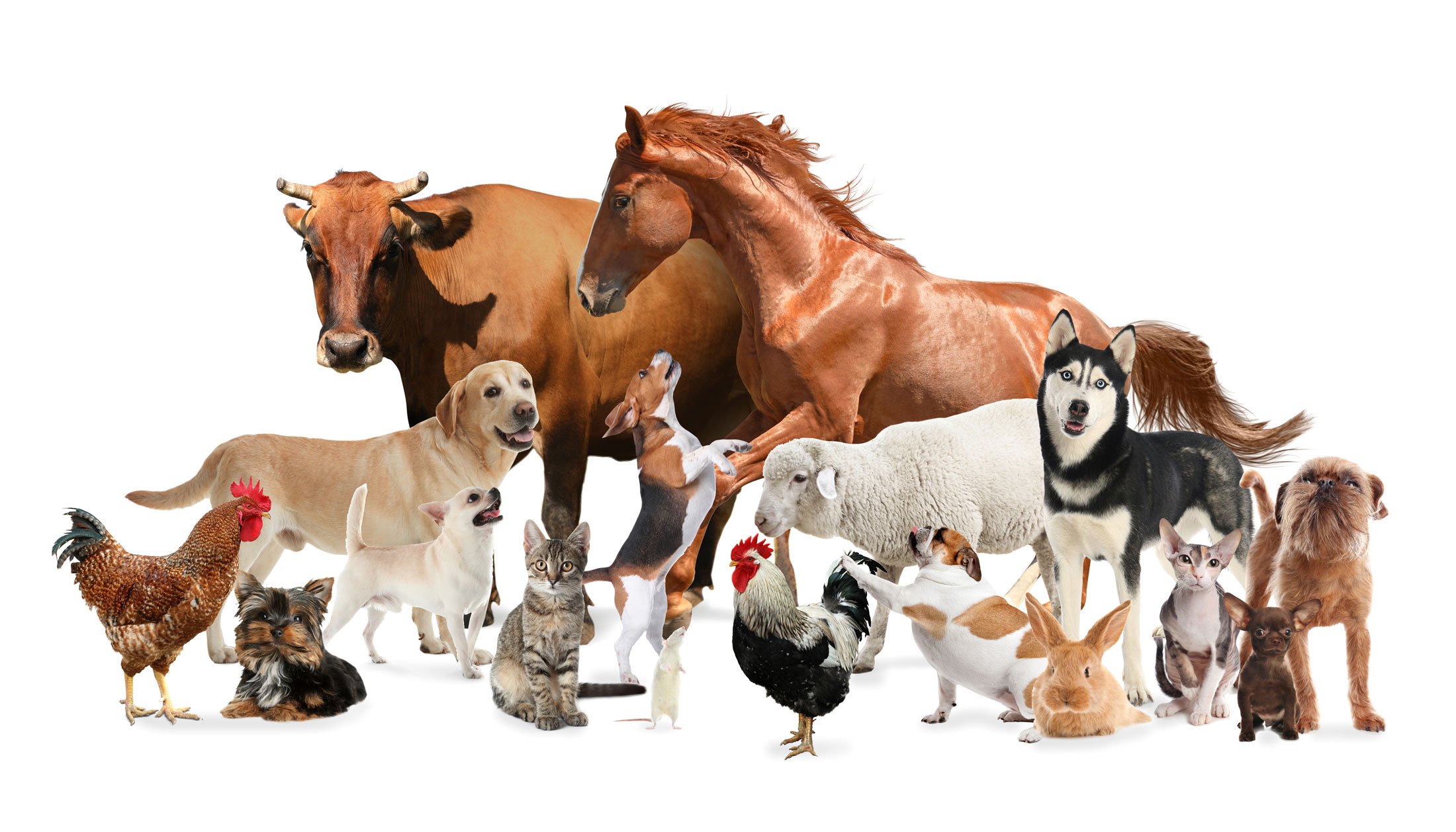 pets-and-livestock https://www.vetplanet-pharm.com/wp-content/uploads/2025/11/pets-and-livestock.jpg